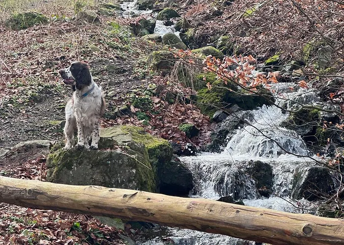 Ferienhaus-urlaubsreich
